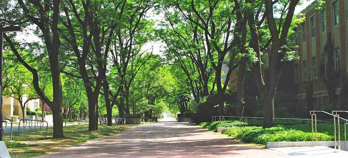 A view of the tall trees along Reynolds Walk on the U of G campus