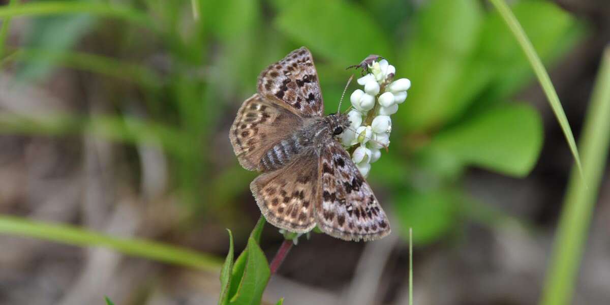 A female mottled duskywing sits on snakeroot flower