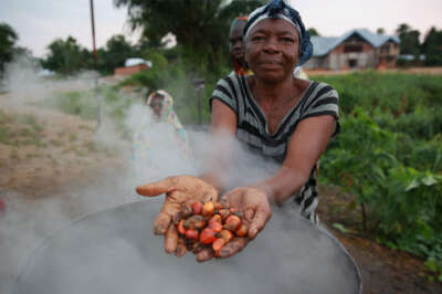 Palm Oil Export Ban Concerning, Says U of G Researcher