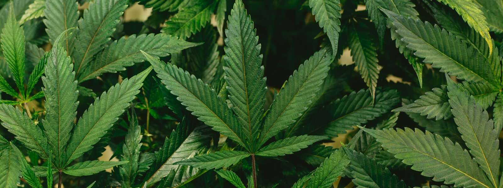 Cannabis leaves piled on top of each other.