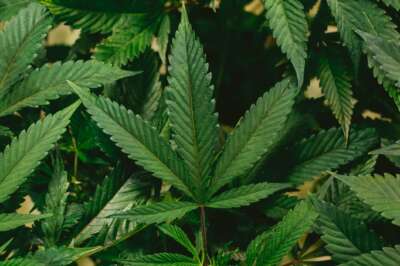 Clearer Rules Needed for Cannabis Tourism to Prosper in Canada, Says U of G Researcher
