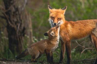 Avian Flu Has Been Found in Foxes. Why That Has One U of G Researcher Concerned