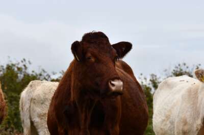 Regenerative Agriculture Is a System of Relationships, Says U of G Human Ecologist
