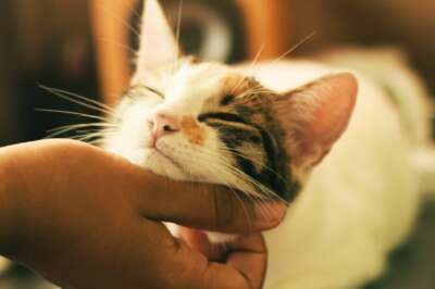 Cat-to-Human Coronavirus Spread a Reminder of Need for Precautions: U of G Expert 