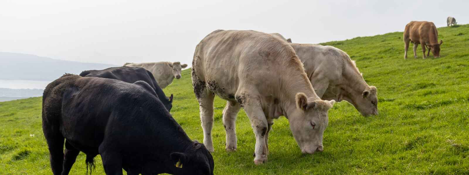 Seven cows graze on a green hill in Ireland