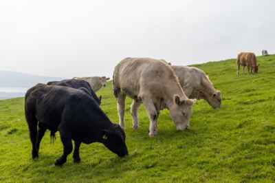 Long-Standing Systems for Sustainable Farming Could Feed the Planet — If Industry Is Willing to Step Back