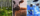 a triptych image of a forest in one frame, a cow in another and a hospital operating room in another