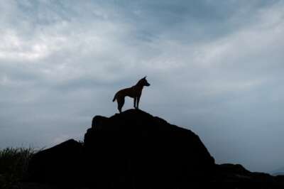 Indigenous U of G Prof Weaves Knowledge Systems in Unique Research on Eastern Wolves
