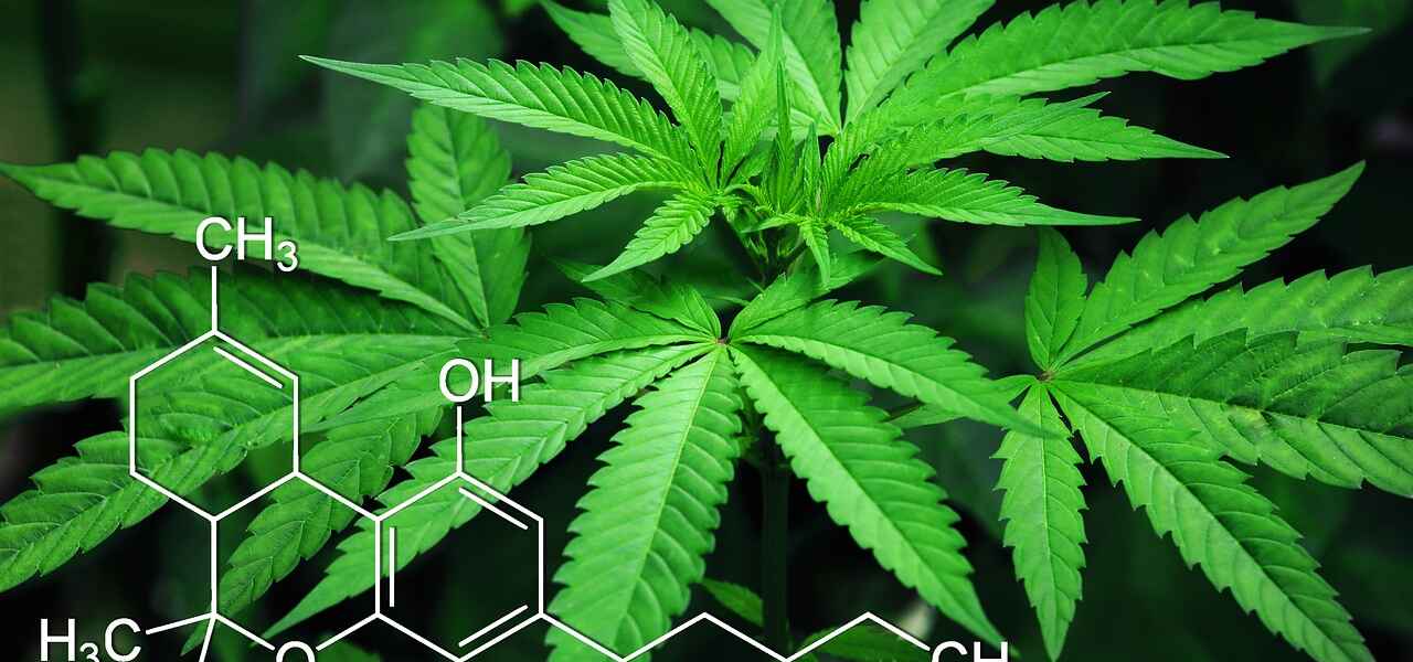 Green cannabis plant on black background with some white text overlayed.