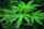 Green cannabis plant on black background with some white text overlayed.