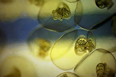 U of G Researcher Wins NSERC ‘Science Exposed’ Photo Contest