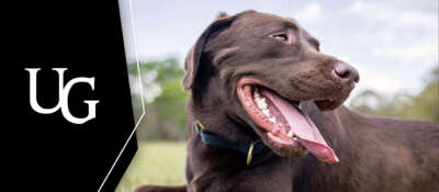 Emergency Vet Offers Tip on Keeping Your Dog Cool This Summer