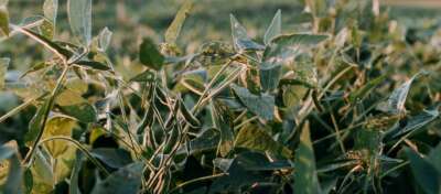 Drought Will Affect Economy, Not Food Supply, Say U of G Crop Specialists