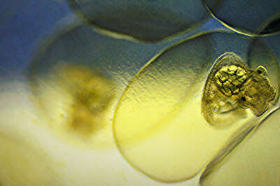 U of G Researcher and Her Snails Finalists in NSERC Photo Contest
