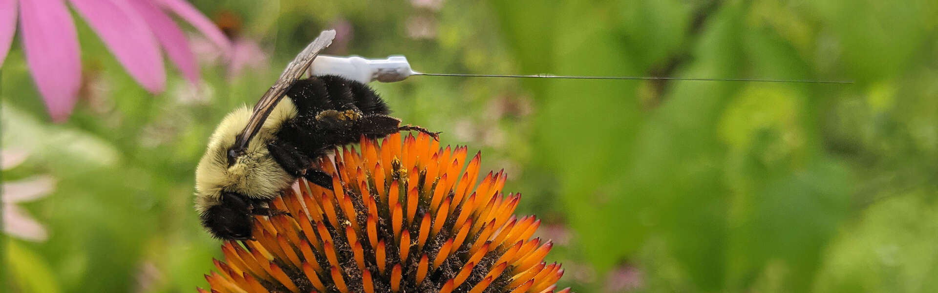 A bumblee wearing a radio tracker on a pink coneflower. Behind it are green leaves.