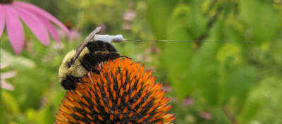 Bees Don Backpacks for U of G Pollinator, Insecticide Research