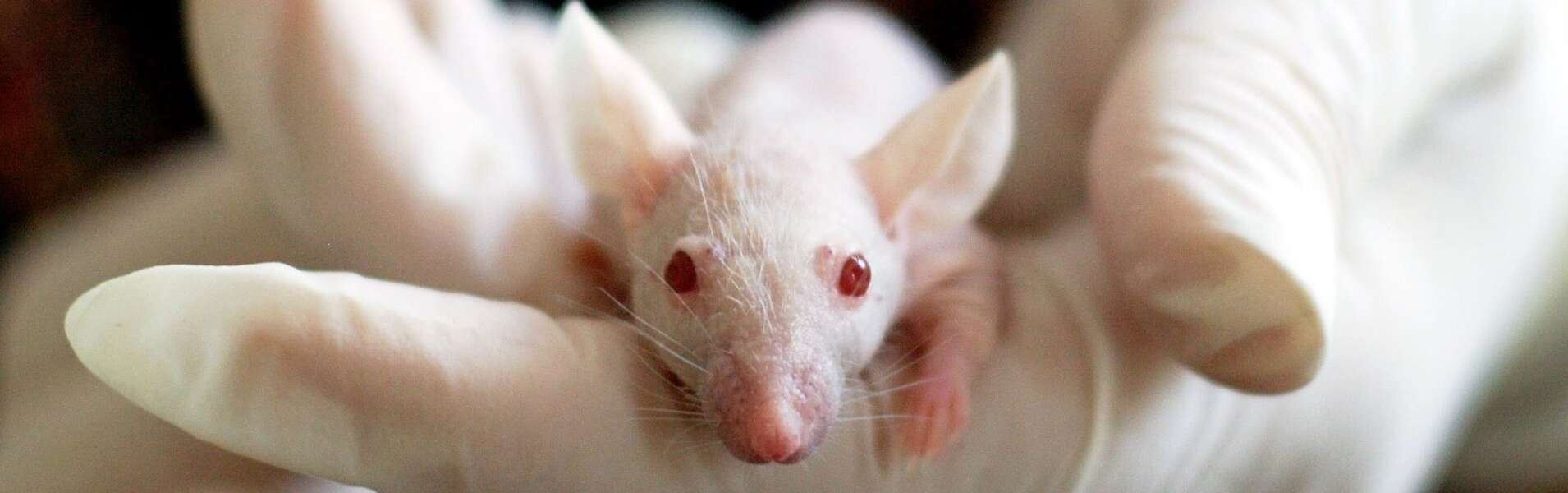 A gloved hand holds a small white mouse