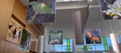 Centre for Biodiversity Genomics Receives $8.9-Million Boost 