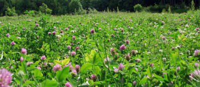 U of G Cover Cropping Studies Aim to Reduce Greenhouse Gas Emissions