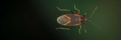Finding Bugs in Your Home? Most Are Harmless: U of G Insect Curator