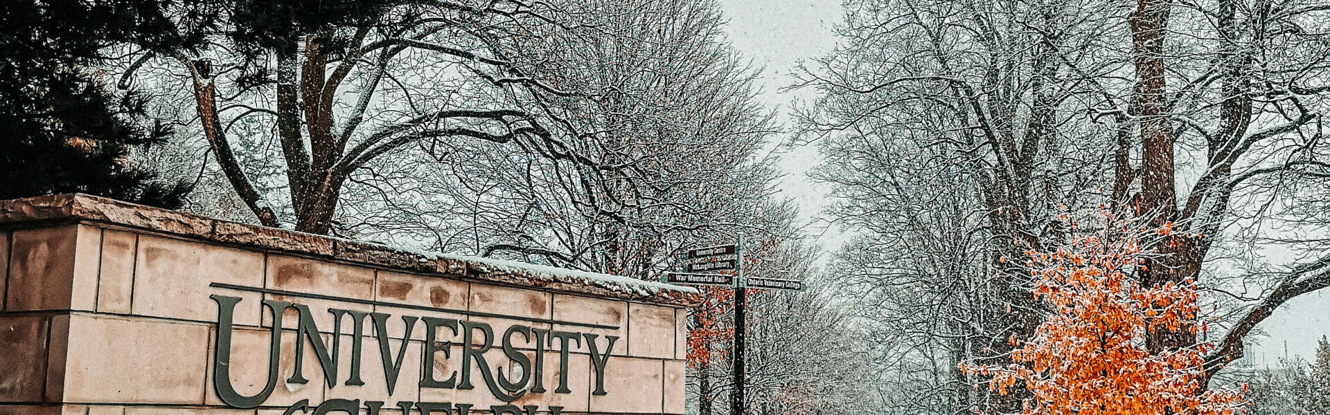 A beige stone sign that says "University of Guelph" in the forefront. Behind it is a snowy, treed field.