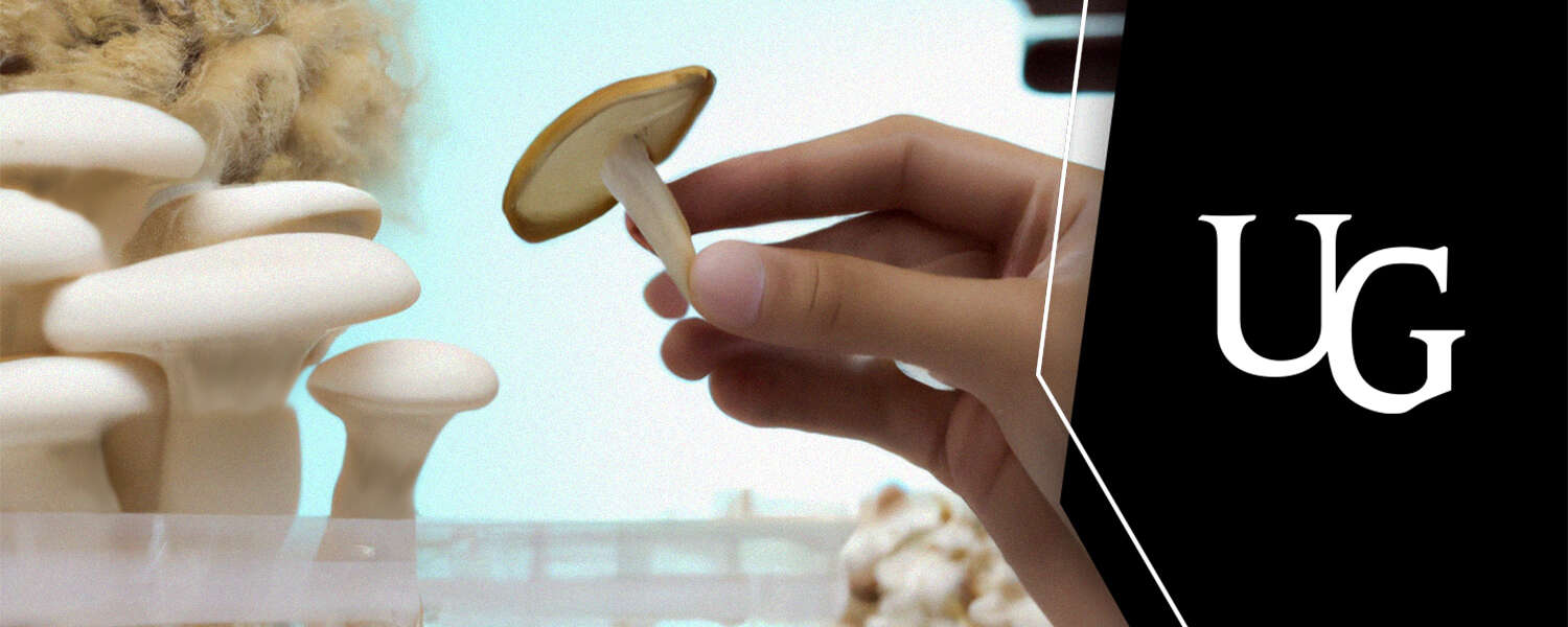 A hand holds a psilocybin producing mushroom in a lab setting