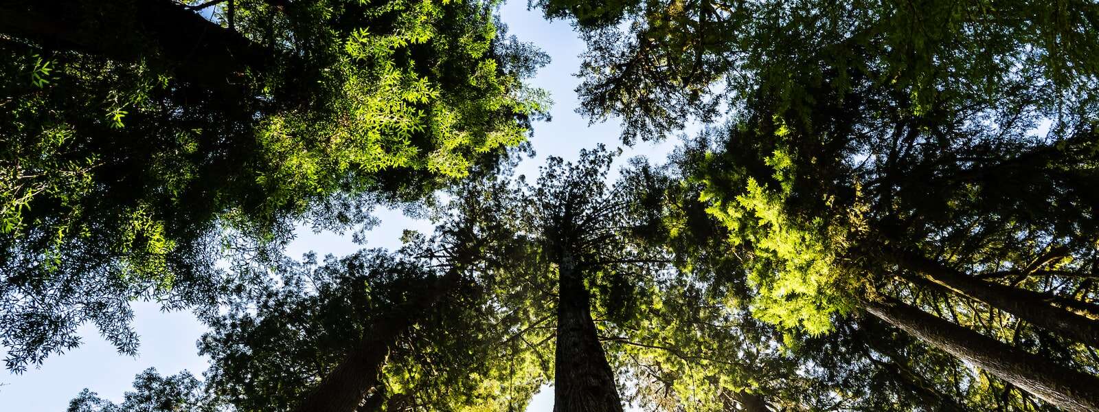 A low angle photo of green trees during daytime.