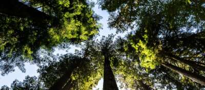 Renew Commitment to Biodiversity Targets, U of G Ecologist Urges