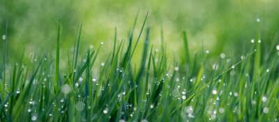 Interactive U of G-Informed Tool Improves Understanding of Urban Plants’ Benefits