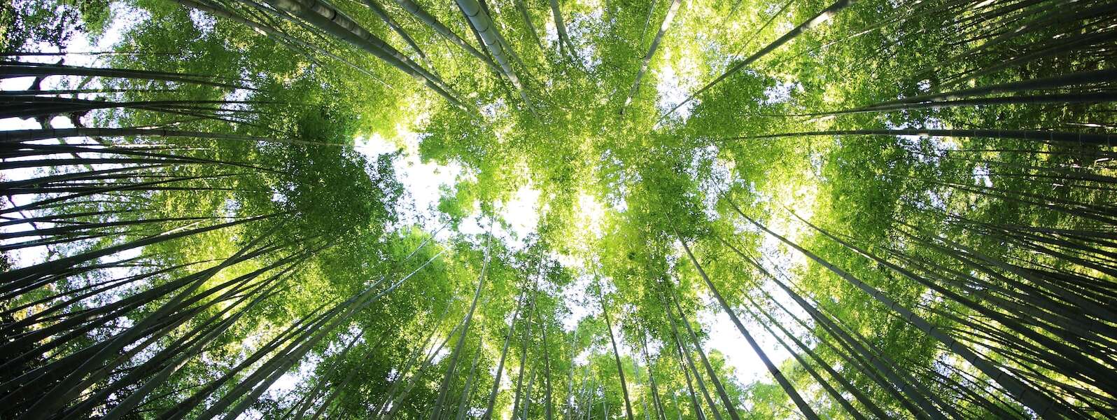 worm's eye view of forest during day time