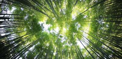 Prof Part of Panel Calling for Harnessing Nature to Help Meet Zero-Emission Goals  