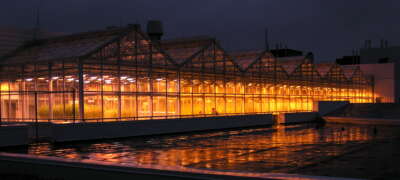 U of G Research Makes Growing Greenhouse Industry More Efficient