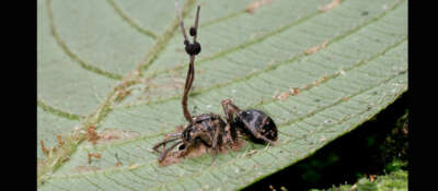 ‘The Last of Us’ Fungus Unlikely to Cause Apocalypse: U of G Microbiologist
