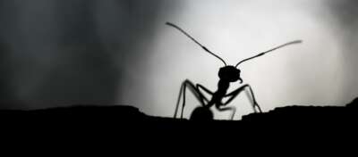 Could Fungi-Infected Insects Cause a Human Apocalypse? U of G Entomologist Answers