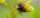 A black and yellow bee on small yellow flowers