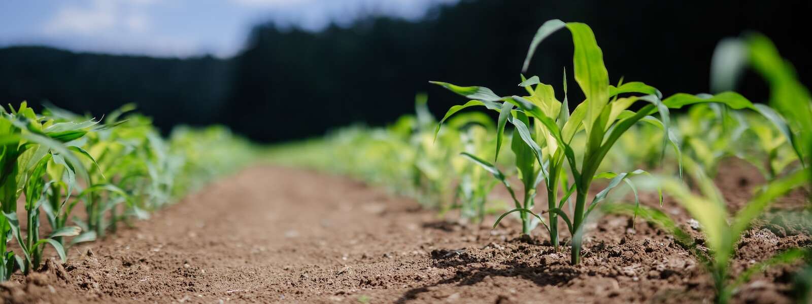 Green plants on brown soil during daytime