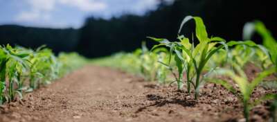 Light Signals From Neighbouring Weeds Alter Crop Growth, Yield: U of G Research