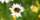 A wild bee gathers pollen from a daisy