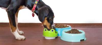 ‘Peas of Mind’: Pulse Ingredients in Dog Food Not Linked to Heart Problems, Says New U of G Research