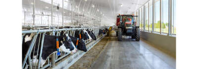 Lower-Burp Cows to Be Bred with World-Leading Methods Based on U of G Research