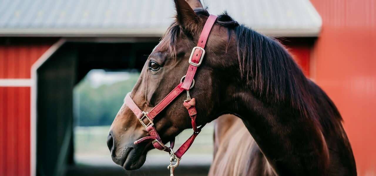 A brown horse stands on gravel in front of a bright red barn.