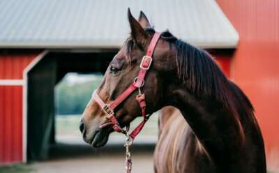 Wildfire Smoke Increases Risk of Equine Asthma, U of G Vet Says