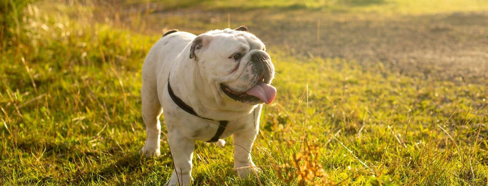 short-coated white dog