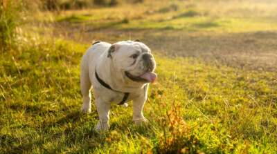 U of G Vet Offers Tips to Keep Pets Healthy Amid Poor Air Quality