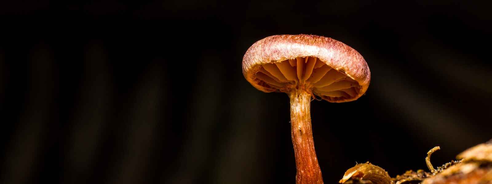 brown and white mushroom in close up photography