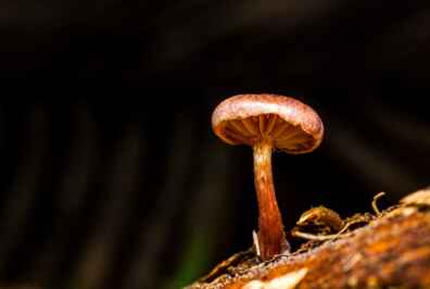 Psilocybin Attitudes Changing, But Legalization Not Imminent, Says U of G Sociologist