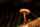 brown and white mushroom in close up photography
