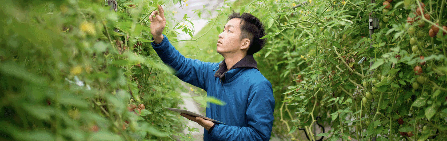 A person inspects cherry tomatoes growing in a greenhouse