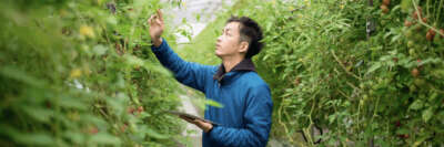 U of G Launches Master of Plant Agriculture Program