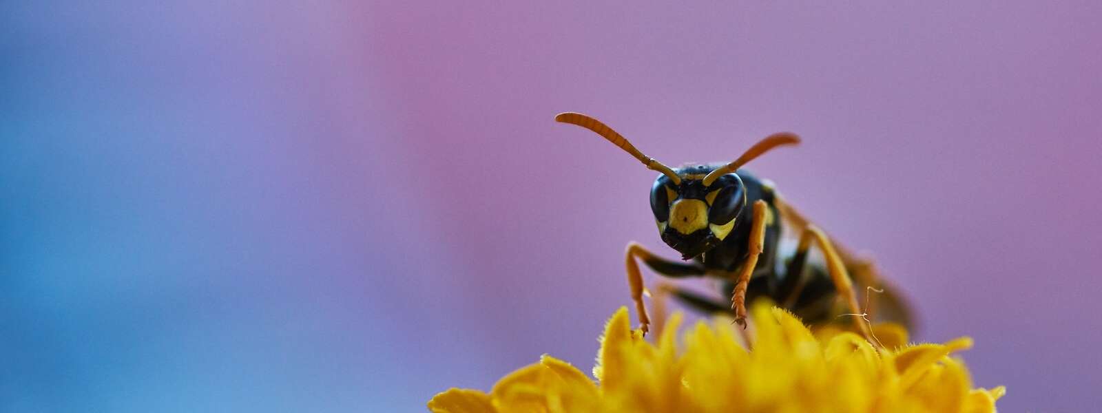 yellow and black bee pearching on flower